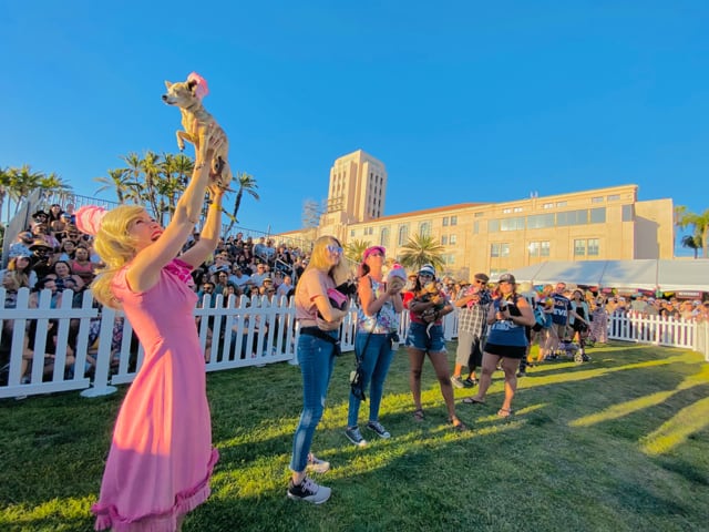 Chihuahua races at the SoCal Tacofest.