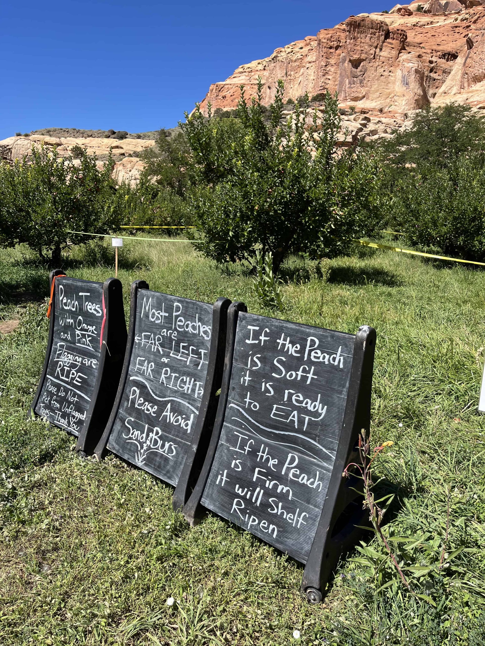 Signs at a pick your own orchard in Capitol Reef