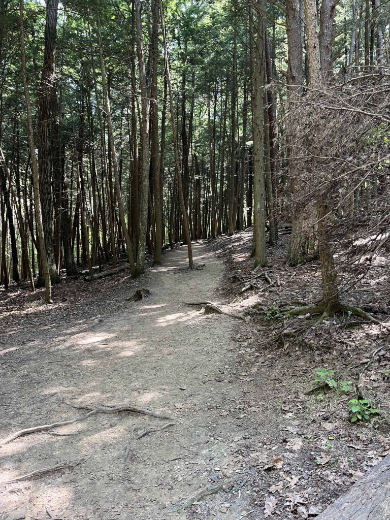 View of hiking trail through hemlocks at Hocking Hills State Park