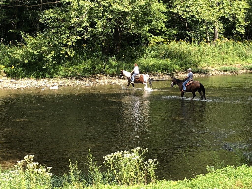 Horses crossing the creek in Beaver Creek State Park Ohio