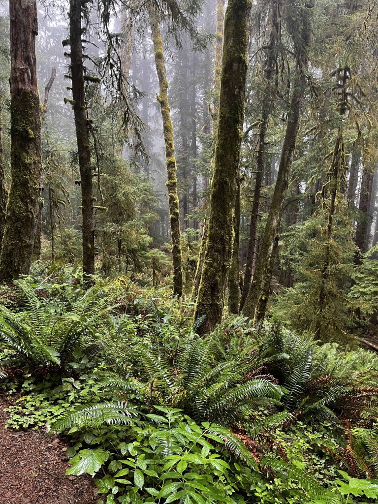 Dense forest in Ecola State Park Oregon