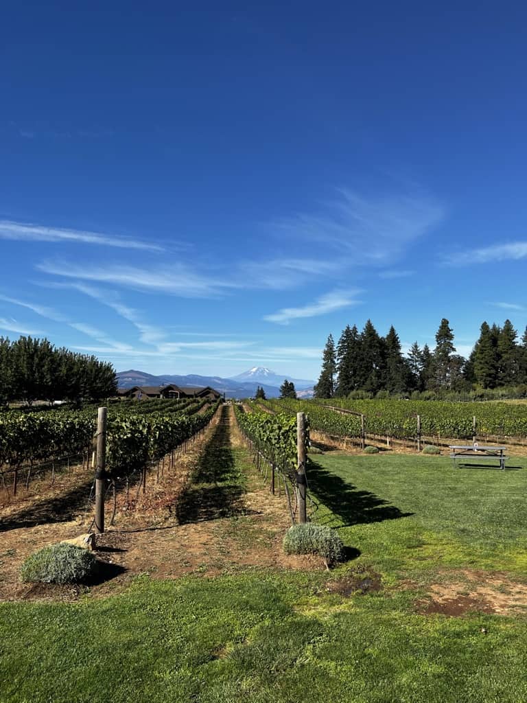 Vineyard with Mt Hood in background.