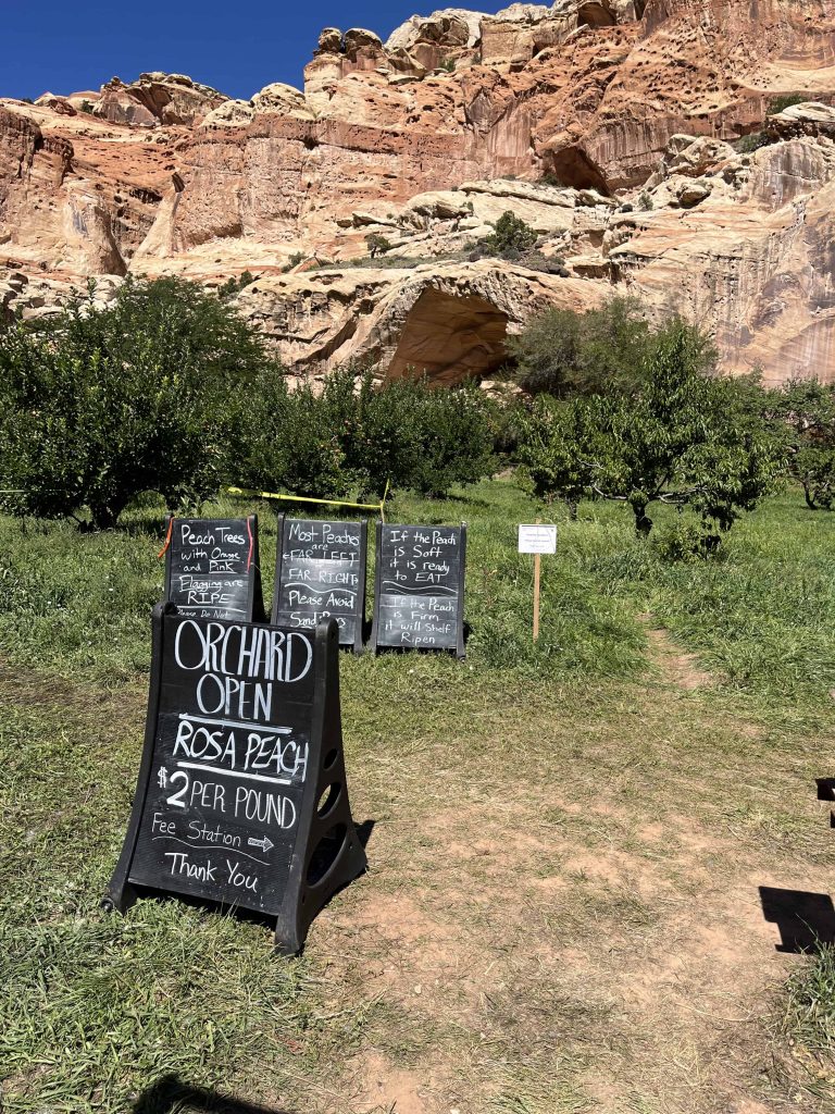 Pick your own fruit signs in an orchard in Capitol Reef National Park.