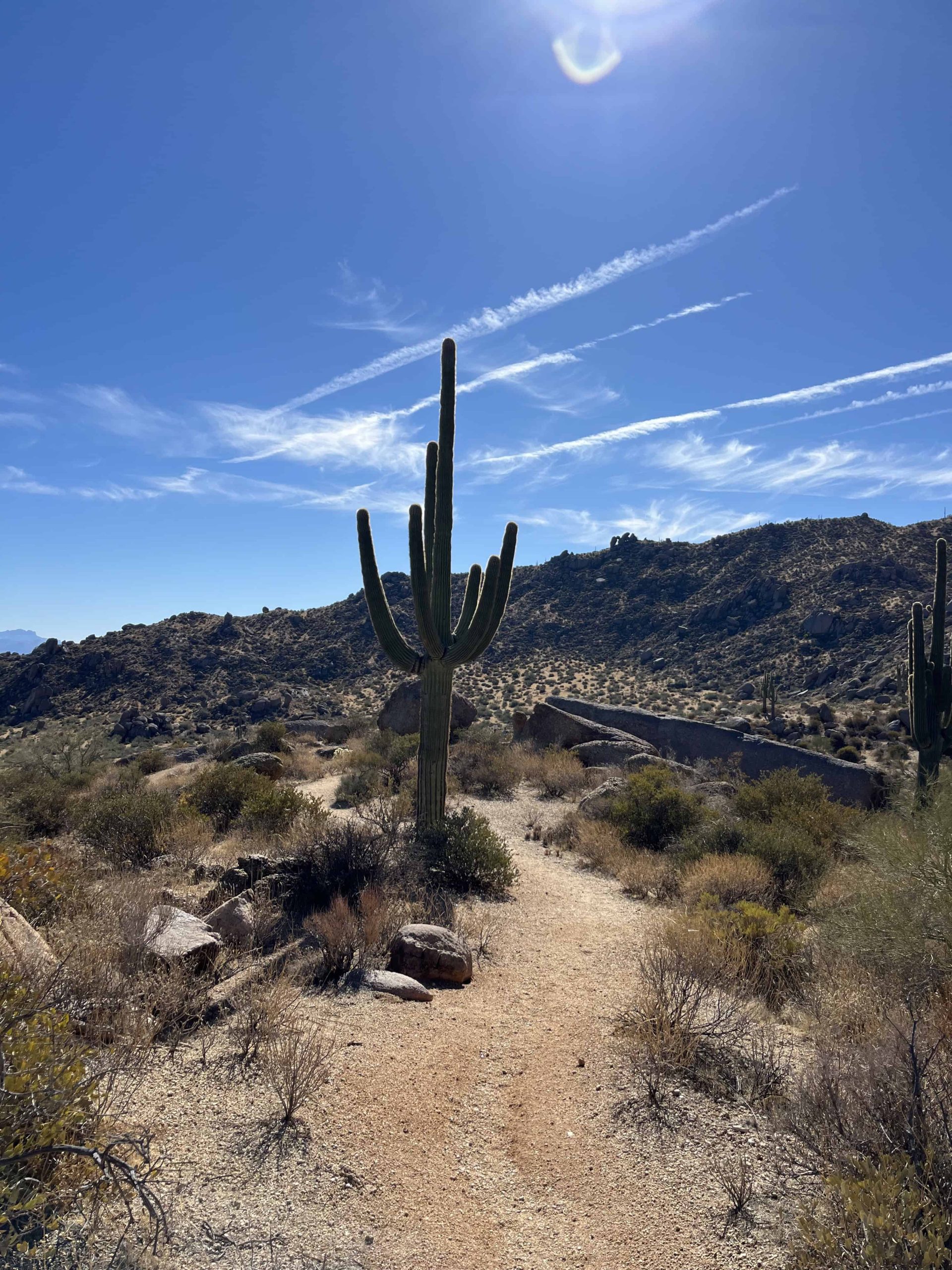 Desert Sky with a Saguaro cactus in Phoenix the starting point of this Ultimate 7-night Arizona Road Trip Itinerary.